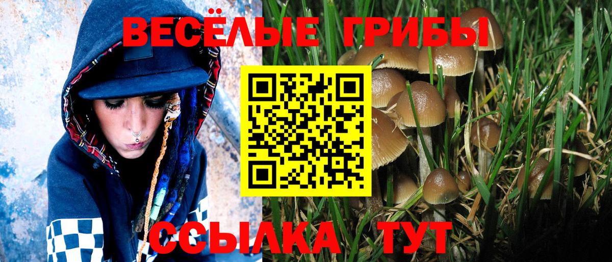 Псилоцибиновые грибы Psilocybe  что такое наркотик  Белгород  Вход с VPN  Галлюциногенные грибы прущие грибы 